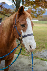 Obraz premium 梅のポートレート