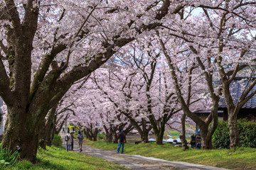桜のアーチ