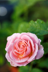 薔薇の花