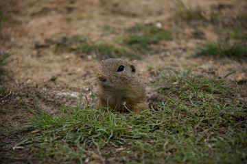 Naklejka na ściany i meble European Ground Squirrel on a meadow. Czech Republic.