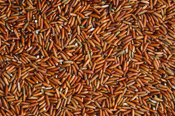 Close up a dark red rice seeds , , superfood with high nutritional and medical benefits