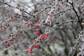 Frozen berries on a shrub. 