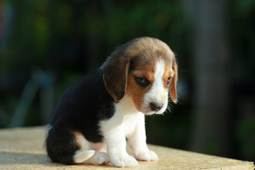Hurt him eye Beagle puppy in natural green background
