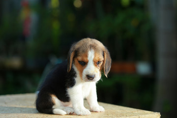 Hurt him eye Beagle puppy in natural green background
