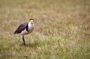 Masked lapwing on the green grass looking like it's been disturbed by someone.