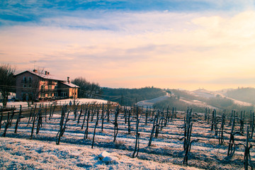 Fototapeta premium snowy morning in the vineyard