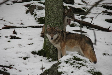 Pack of wolves on the snow. National Park Sumava, Czech Republic.