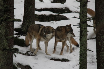 Pack of wolves on the snow. National Park Sumava, Czech Republic.