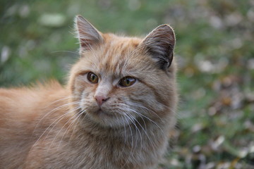 Obraz premium Portrait of red cat.