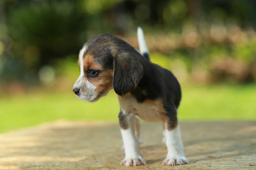 skinny beagle puppy in natural green background