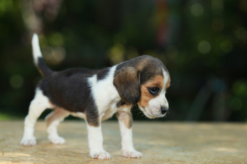 skinny beagle puppy in natural green background