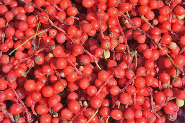 Berries of Far-Eastern plant (Schisandra chinensis) 23