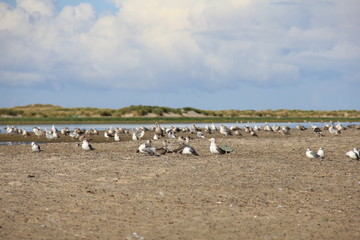 Great Black-backed Gull on the beach. Lighthouse, Skagen Grå Fyr, Denmark. North Sea Coast.