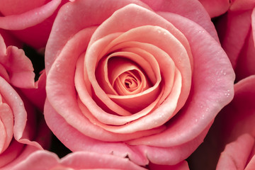 Pink rose close up. Roses on Valentine's Day. Peach-colored rose. 