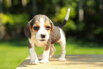 skinny beagle puppy in natural green background