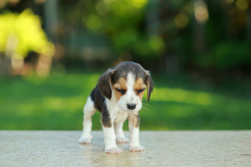 skinny beagle puppy in natural green background