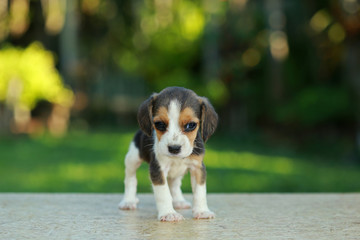 skinny beagle puppy in natural green background