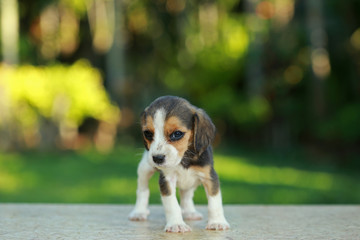 skinny beagle puppy in natural green background
