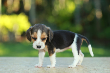 skinny beagle puppy in natural green background
