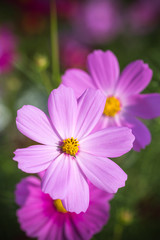 Obraz premium コスモスの花