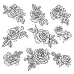 Rose flowers and leaves in vintage style. Hand drawn botanical vector illustration. Floral design elements