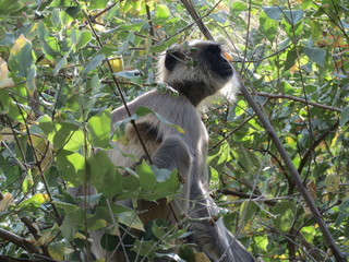 singe