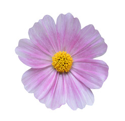 Cosmos flower on white background