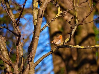 Robin 