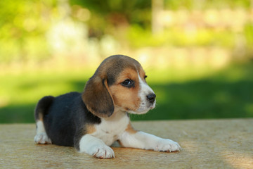 1 month beagle puppy action in natural green background