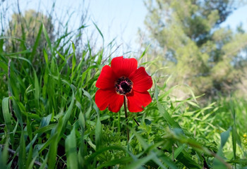 Blooming wild anemone  in the meadow