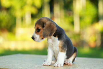 1 month beagle puppy action in natural green background
