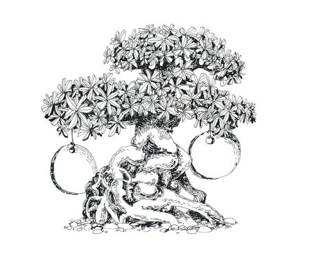 Bonsai leafy Shefler.