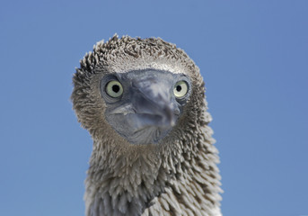 Blue-footed booby (Sula nebouxii) immature head portrait, Elizabeth Bay, Isabela, Galapagos Islands, Ecuador