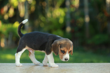 1 month beagle puppy action in natural green background