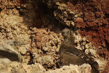 Blue-footed booby (Sula nebouxii) head portrait, Elizabeth Bay, Isabela, Galapagos Islands, Ecuador