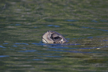 Galapagos green turtle (Chelonia agassizii ) surfacing the water, Elizabeth Bay, Isabela, Galapagos Islands, Ecuador