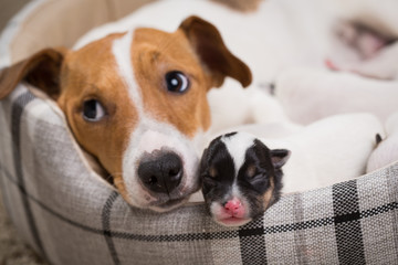 dog feeds the puppies,  Jack Russell Terrier