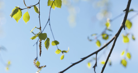 spring birch leaves at sunny day