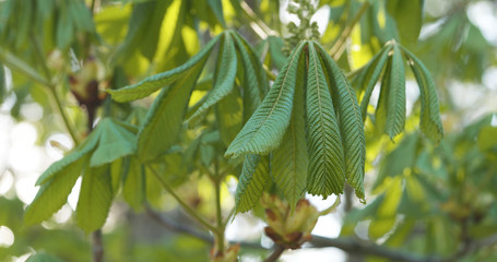 spring chestnut leaves in the morning