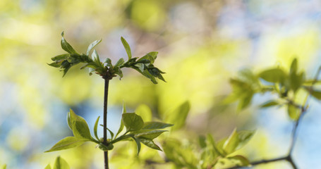 Obraz premium spring leaves in the morning