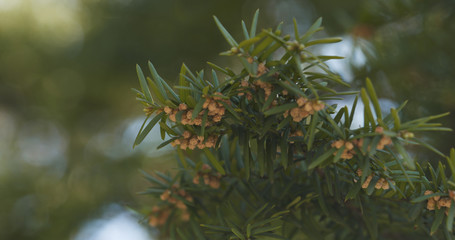 yew branches in spring morning