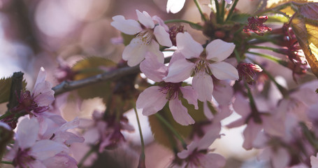 cherry sakura in bloom