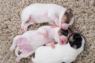 newborn puppies breed jack russel terrier sleeping