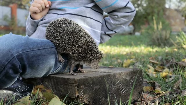 Little boy sitting with a hedgehog on the grass at the day time.