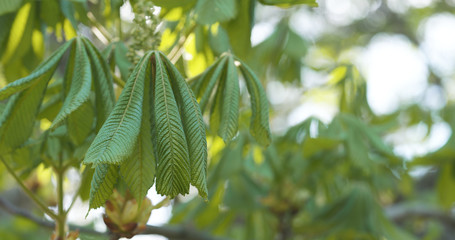 spring chestnut leaves in the morning