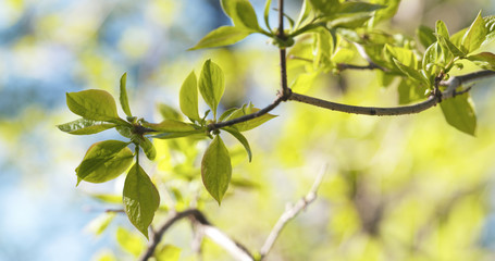 spring leaves in the morning