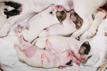 newborn puppies breed jack russel terrier sleeping