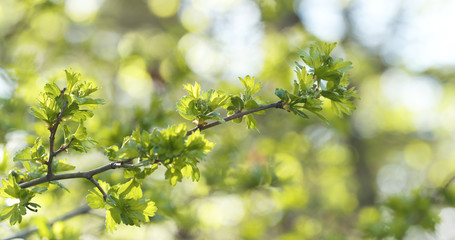 spring hawthorn leaves in the morning