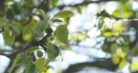 spring apple leaves in the morning