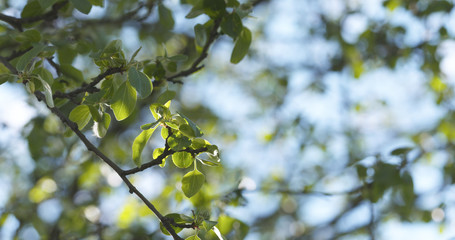 spring apple leaves in the morning